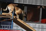 CHIEN D'INTERVENTION 070